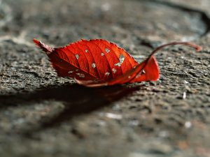 Autumn-Leaf
